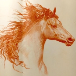 Horse Study
